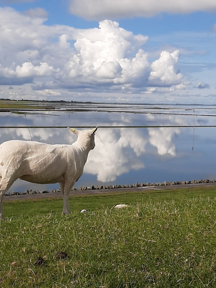 Back to the Future: Rewilding as a Long-Term Strategy, 02-03 May&nbsp;2024